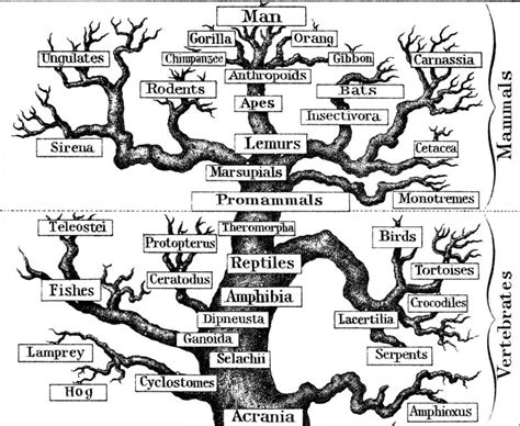 Žmogaus evoliucijos medis su trūkstamomis grandimis