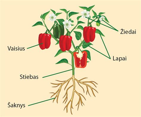 Grūdo sandara ir jo dalys