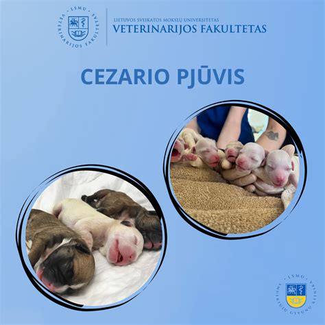 Statistika apie cezario pjūvius