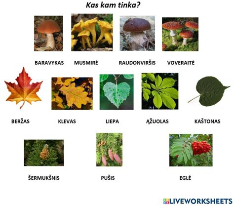 Medžių pažinimas žiemą