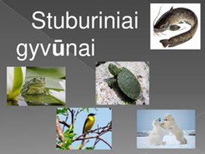 Švietimo svarba gyvūnų gerovei