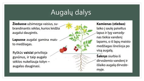 Augalų dauginimosi dalys