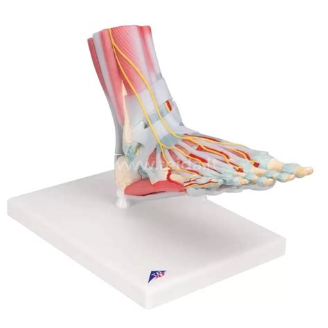 Piterio Dvoklio pėdos su basutėmis iliustracija