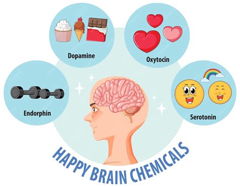 Brain chemicals associated with love