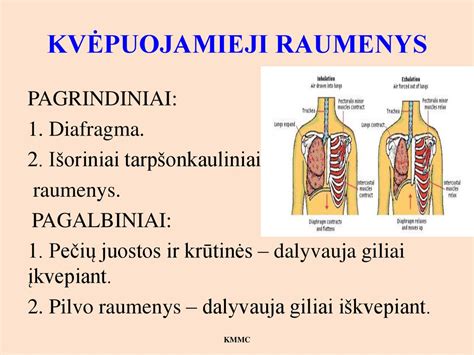 Naujagimių kvėpavimo sistemos anatomija
