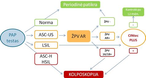 Schema, iliustruojanti progesterono poveikį gimdos gleivinei