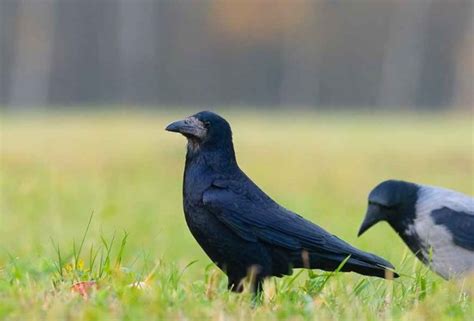 Įvairių varninių šeimos paukščių palyginimas