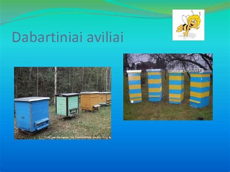 Bitės renka žiedadulkes