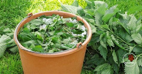 Dilgėlių trąšų paruošimas