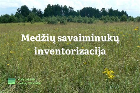 Miško medžių energija