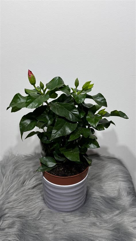 Saugūs kambarinių augalų pavyzdžiai