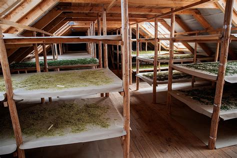 Vaistažolių ūkio vaizdai