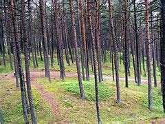 Kuršių Nerijos miškai