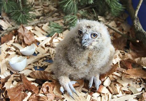 paukščių jauniklis, kuriam reikia pagalbos