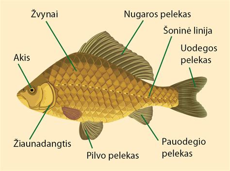 Žuvis ir jūrų gėrybės