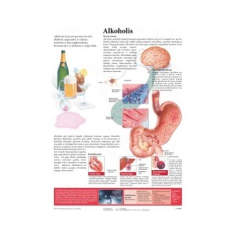 Alkoholis kerta placentos barjerą