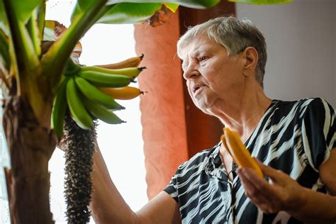 Bananmedžio atžalos, paruoštos persodinimui