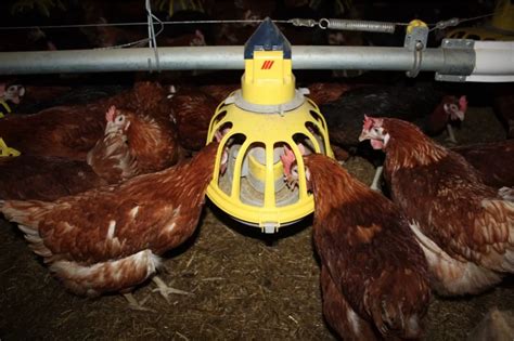 Kiaušinių ženklinimo sistema