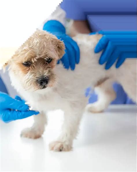 Veterinarinė apžiūra nėščiai katei