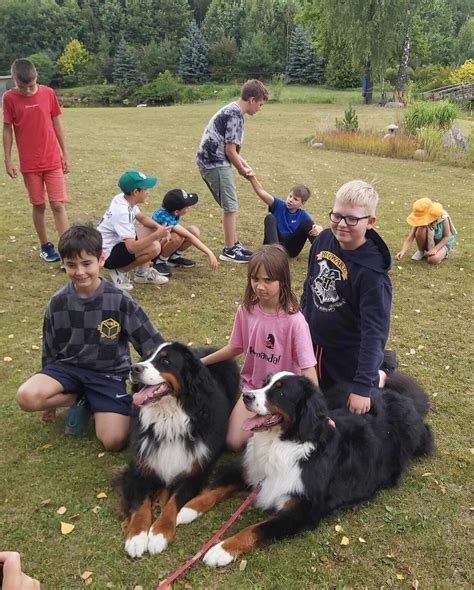 Šunų dresūros svarba