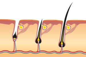 Kūdikio plaukų augimo schema