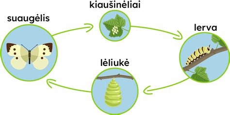 Svarbiausių kalbos vystymosi etapų schema
