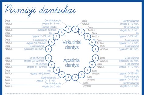 Kūdikio dantukai, simbolizuojantys dygimo laikotarpį