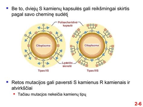 Česnako skiltelės ir jų molekulinė struktūra