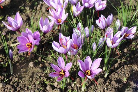 Sraigė po gėlės lapeliu