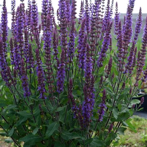 Gojinis šalavijas žydintis