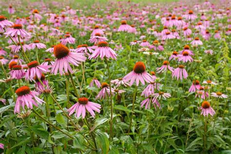 Rausvažiedė ežiuolė