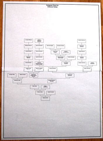 Römerių giminės medžio schema