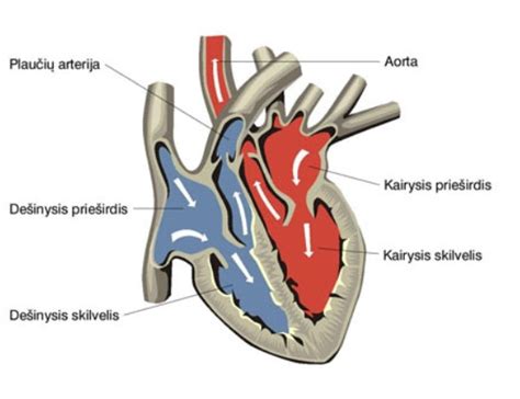 Naujagimio širdies ir plaučių gaivinimo schema