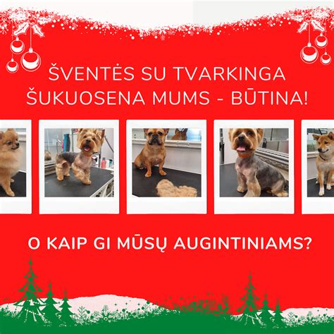 Naujagimių šuniukų priežiūra