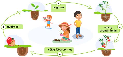 pomidorų augimo ciklas