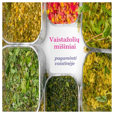 vaistažolės, naudojamos kosuliui ir slogai gydyti