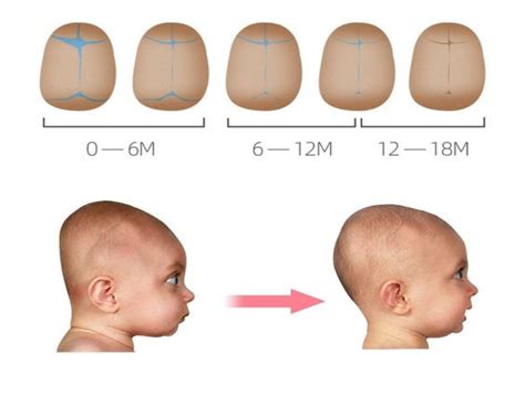 schema of baby head development