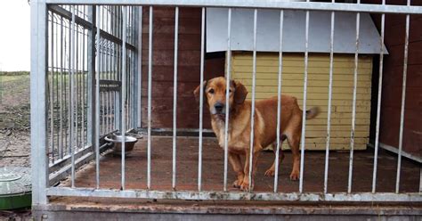 Gyvūnų prieglaudos pastatas