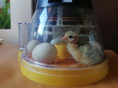 Žąsiukas, išsiridentis iš kiaušinio