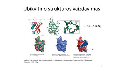 Alfa-fetoproteino (AFP) molekulės struktūra