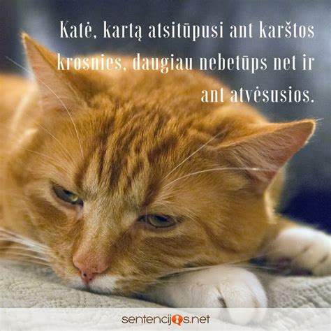 Išmintingos mintys apie gyvūnus