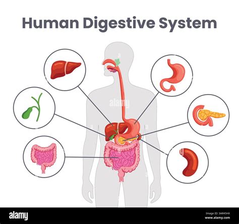 schema of digestive system