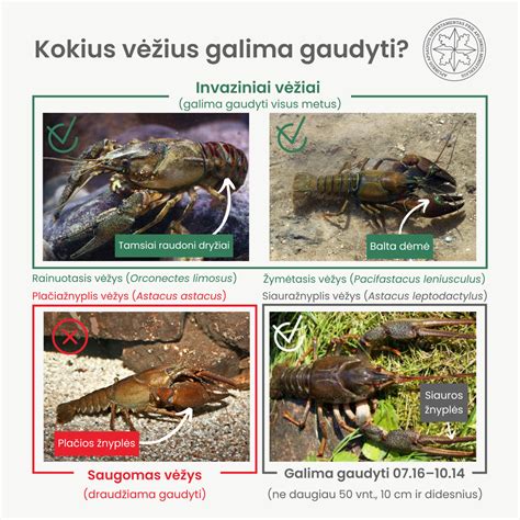 Rainuotųjų ir plačiažnyplių vėžių palyginimas