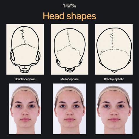 infographic comparing skull shapes