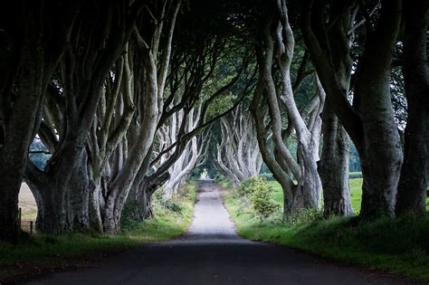 The Dark Hedges alėja