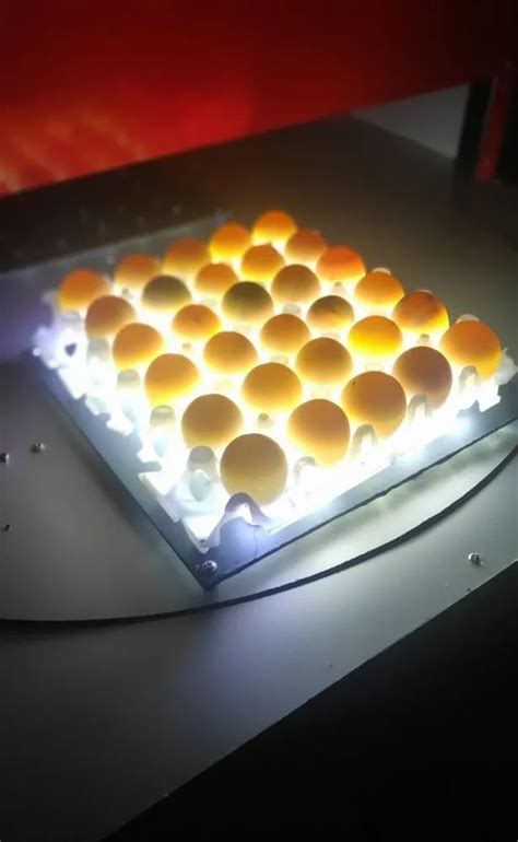 Kiaušinio peršvietimas (candling) apvaisintam ir neapvaisintam kiaušiniui