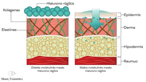 Hialurono rūgšties molekulių dydžių schema