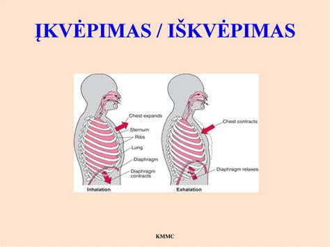 Schema, kaip veikia astma kvėpavimo takuose