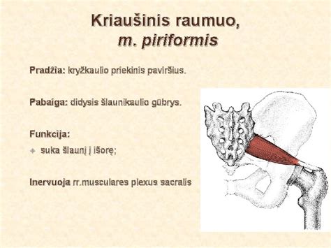 Anatomija, kurioje pavaizduotas kriaušinis raumuo ir sėdimasis nervas