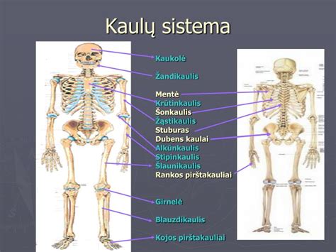 Sportuojančio vaiko raumenų ir kaulų sistema